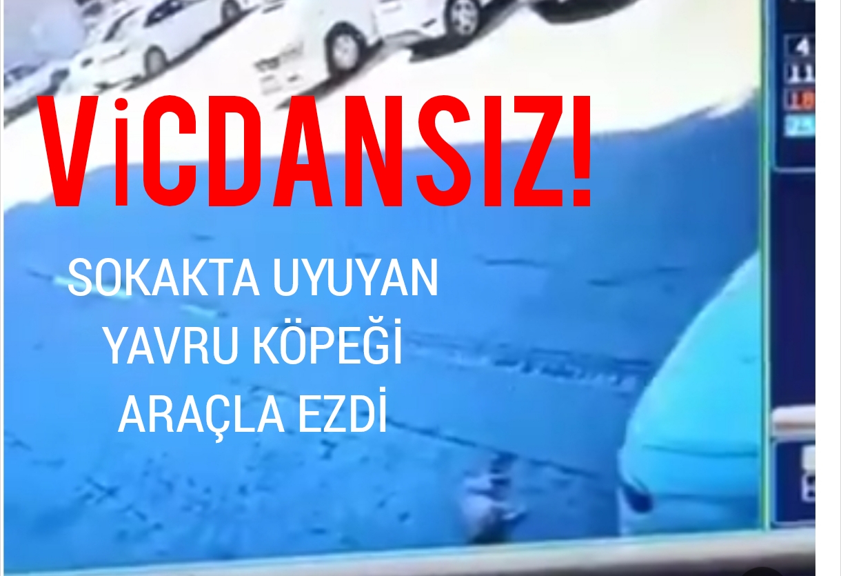 Uyuyan köpeği araçla ezdi