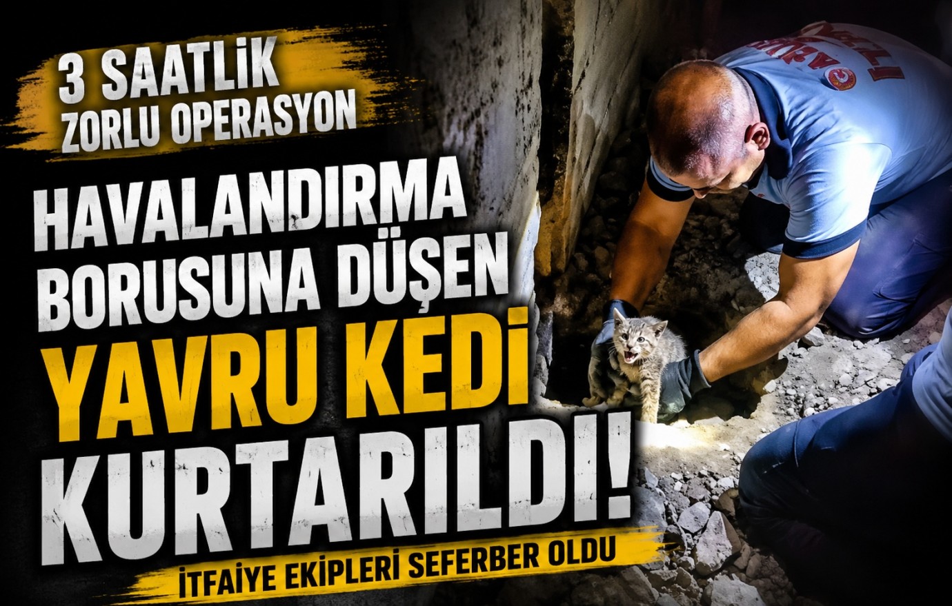 Gaziantep'te yavru kedi seferberliği 