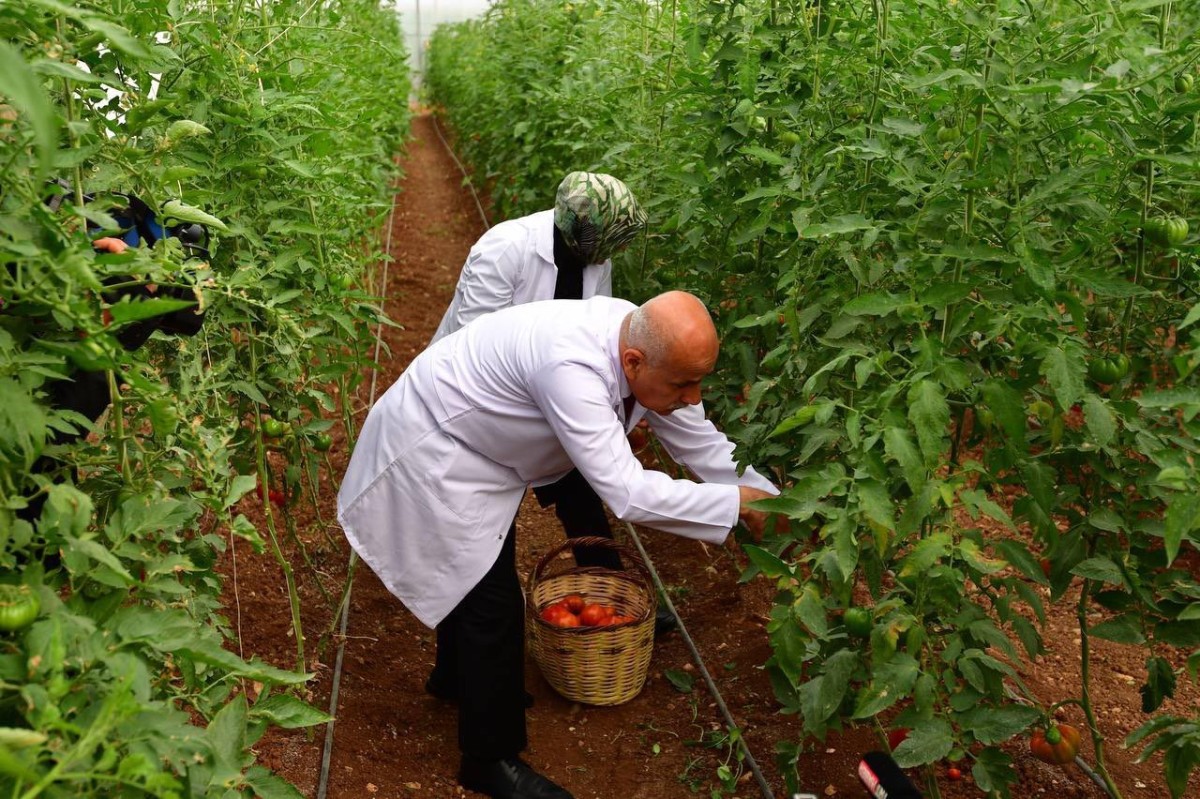 Tarım Bakanı Gaziantep'te domates topladı