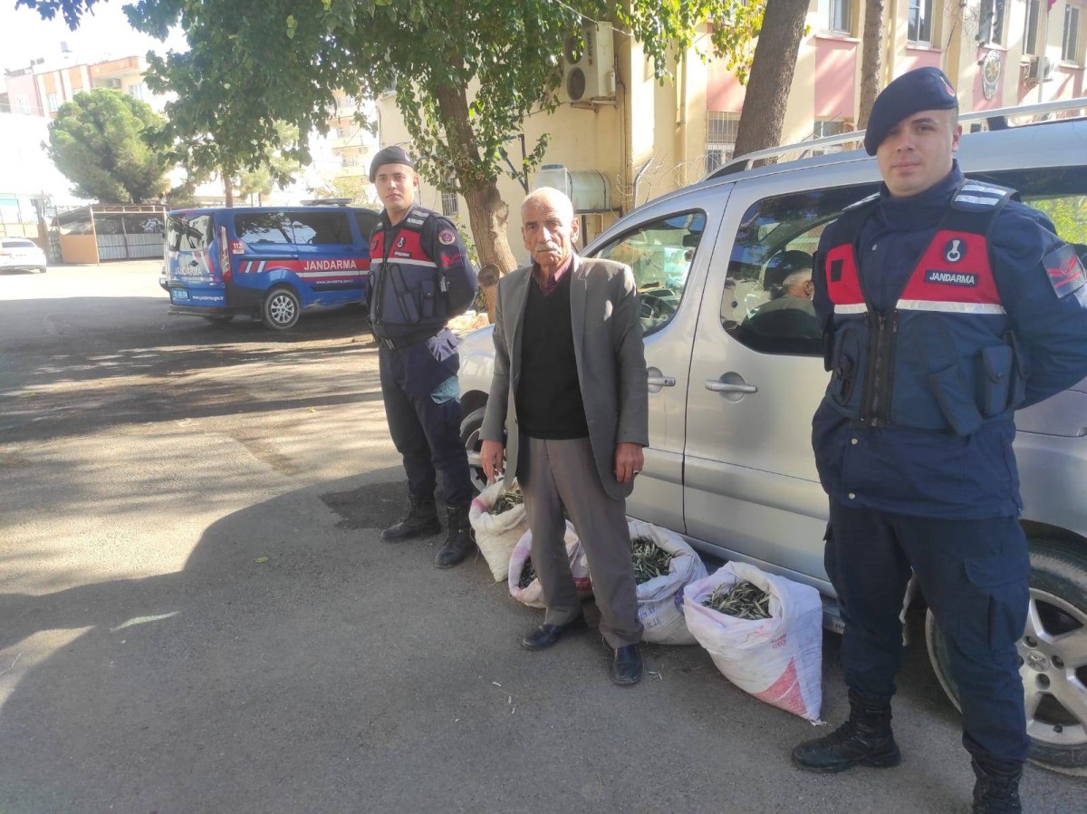 Zeytin hırsızları kaçamadı
