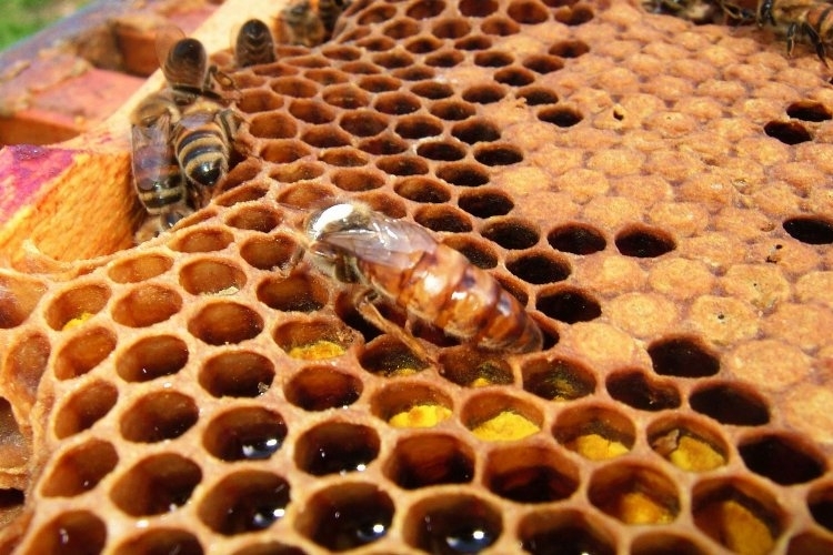 İklim Değişikliği, Bal Arılarını Vurdu